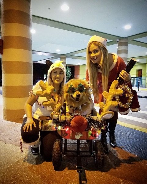Christmas Celebration at Nicklaus Children Hospital | Ale Ramos Therapy Animals