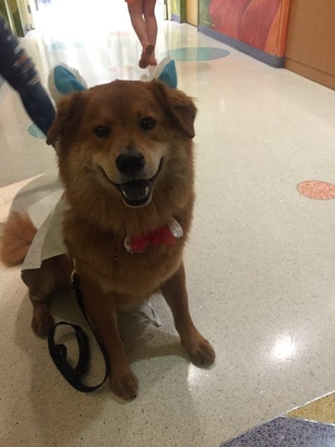 Eastern Visit at Nicklaus Children Hospital by Radio Lollipop | Ale Ramos Therapy Animals