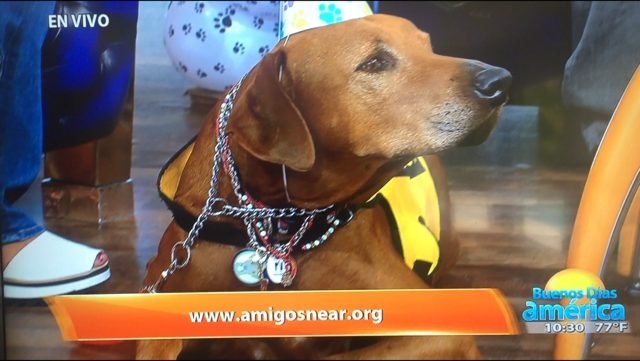 Interview at Buenos Días América | Ale Ramos Therapy Animals