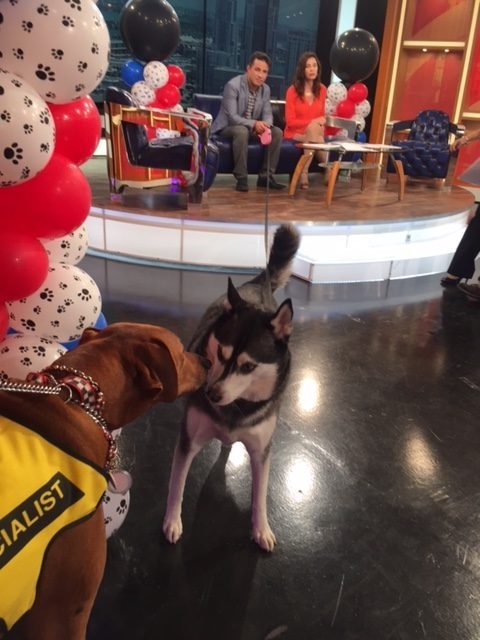 Interview at Buenos Días América | Ale Ramos Therapy Animals