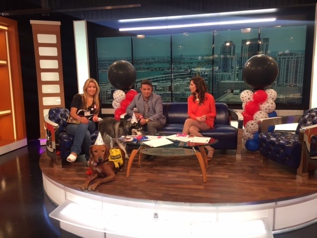 Interview at Buenos Días América | Ale Ramos Therapy Animals
