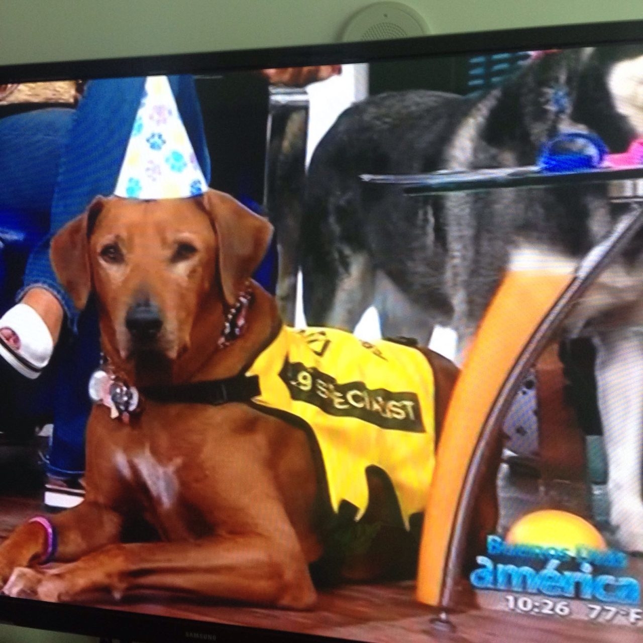 Interview at Buenos Días América | Ale Ramos Therapy Animals