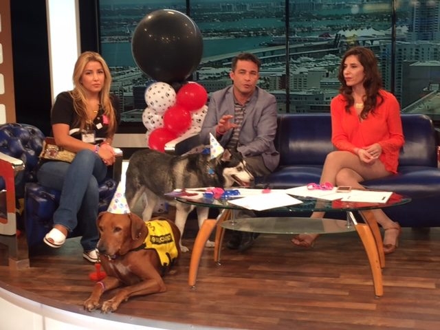 Interview at Buenos Días América | Ale Ramos Therapy Animals