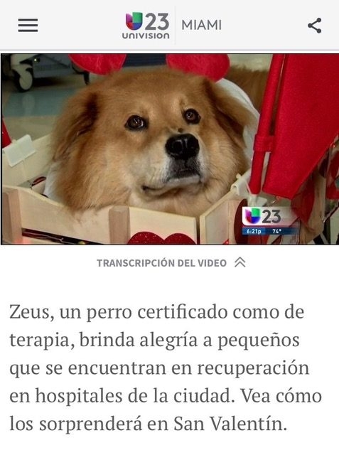 Animales 360 - Univision by Xiomara Gonzalez - Govea | Ale Ramos Therapy Animals
