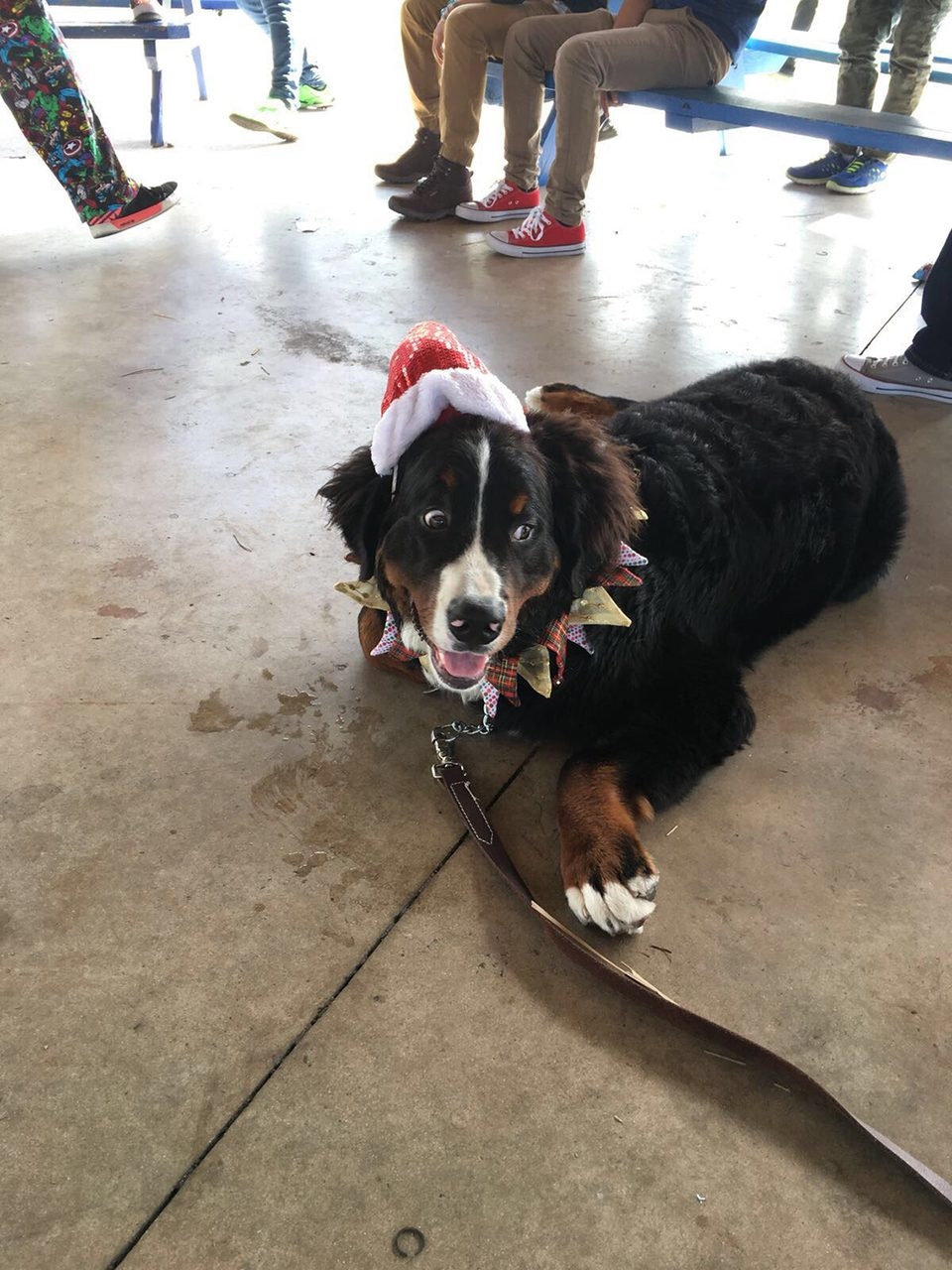 Christmas - Nochebuena at His House | Ale Ramos Therapy Animals