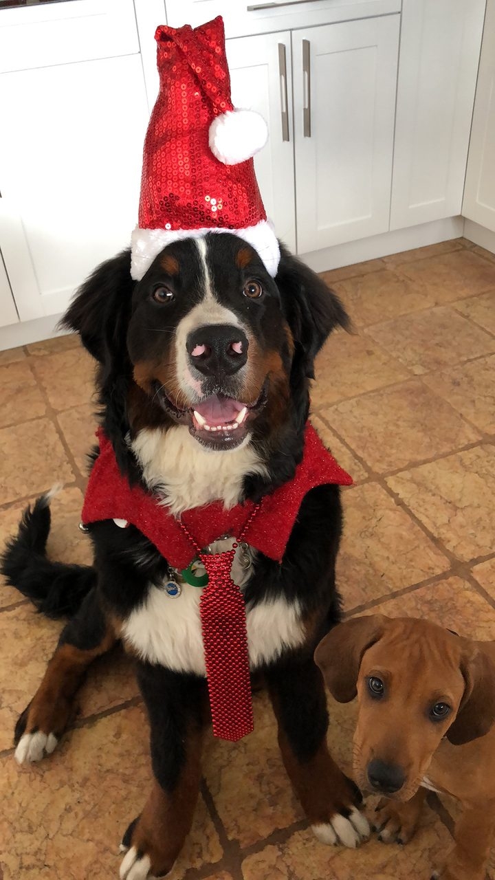 Christmas Visit His House | Ale Ramos Therapy Animals