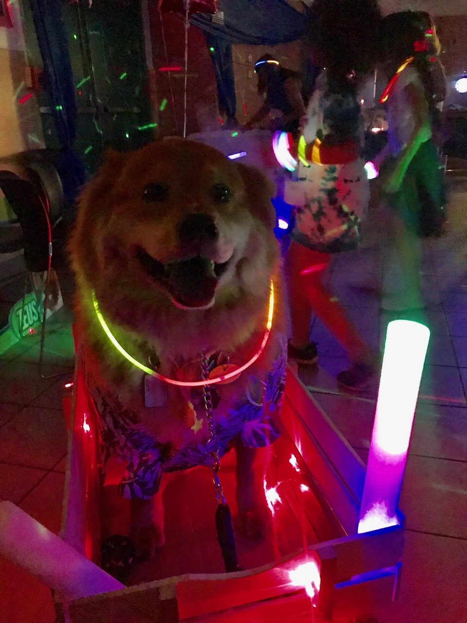 Event Camp Sunrise for Rheumatology Patients | Ale Ramos Therapy Animals