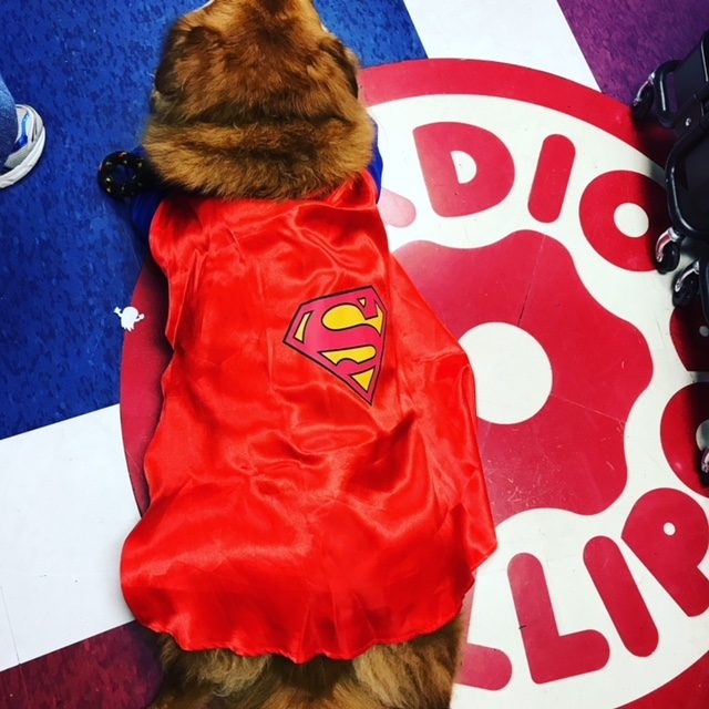 Halloween by Radio Lollipop (Nicklaus Children Hospital) | Ale Ramos Therapy Animals