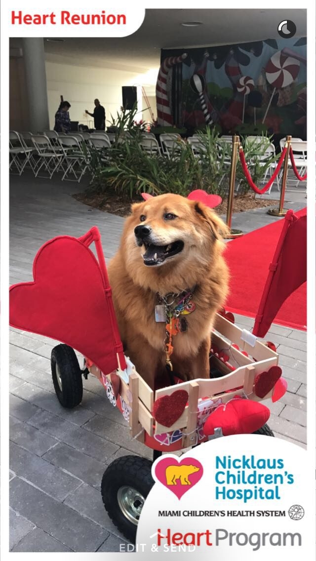 Heart Program by Nicklaus Children’s Hospital | Ale Ramos Therapy Animals