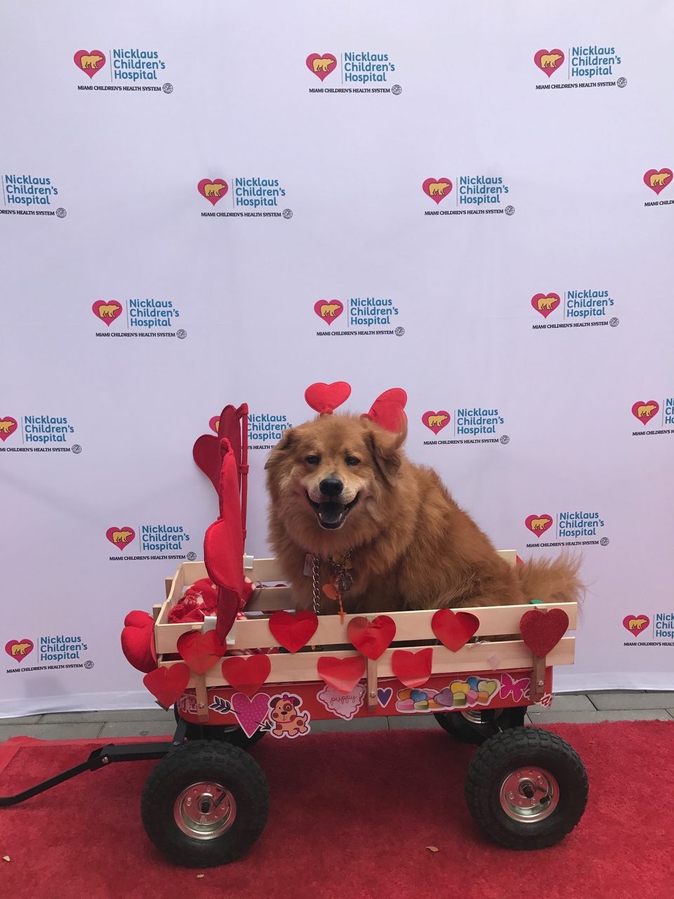 Heart Program by Nicklaus Children’s Hospital | Ale Ramos Therapy Animals