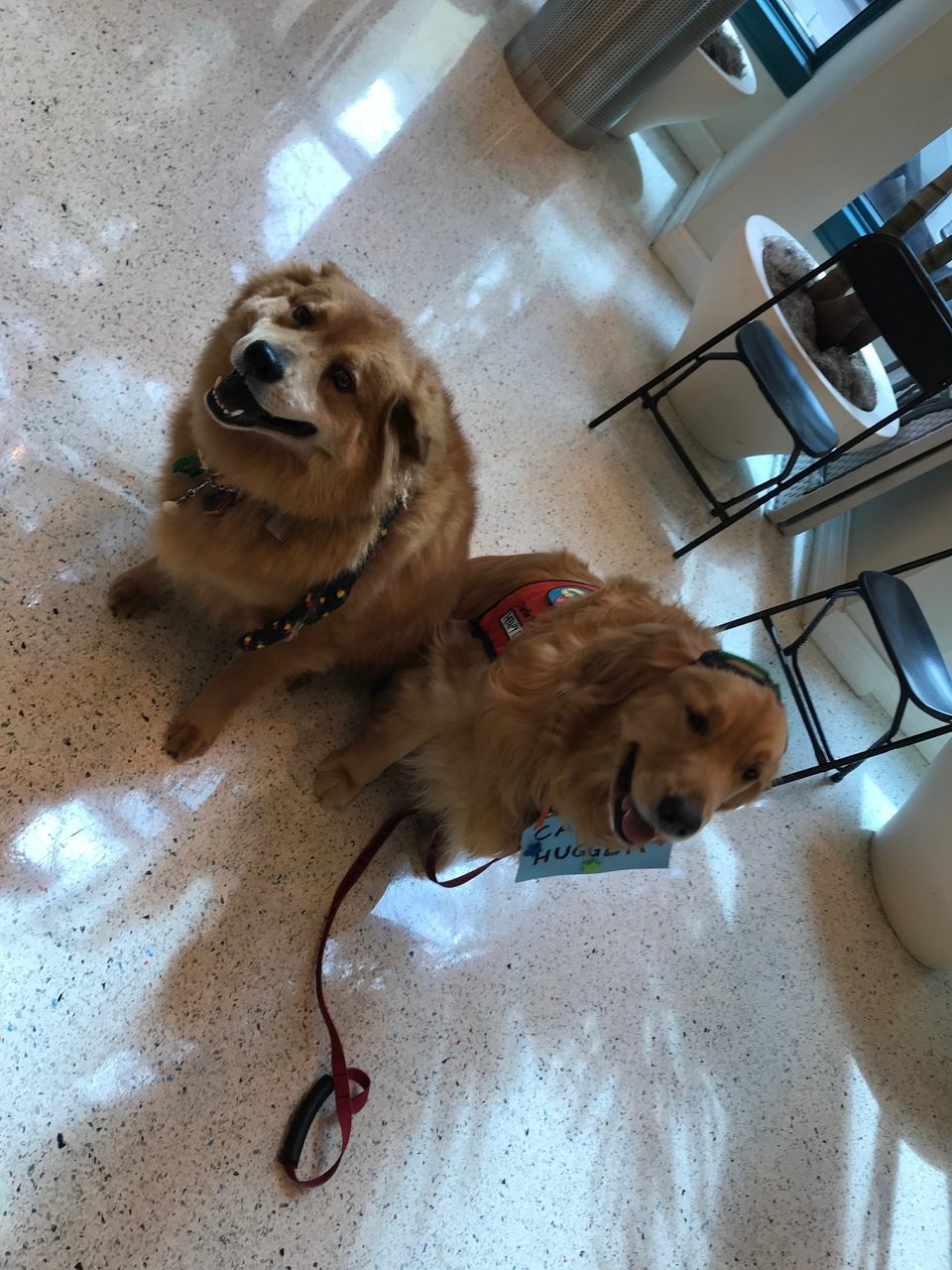 Hosting a Therapy Dog Massage Session at Nicklaus Children’s Hospital | Ale Ramos Therapy Animals