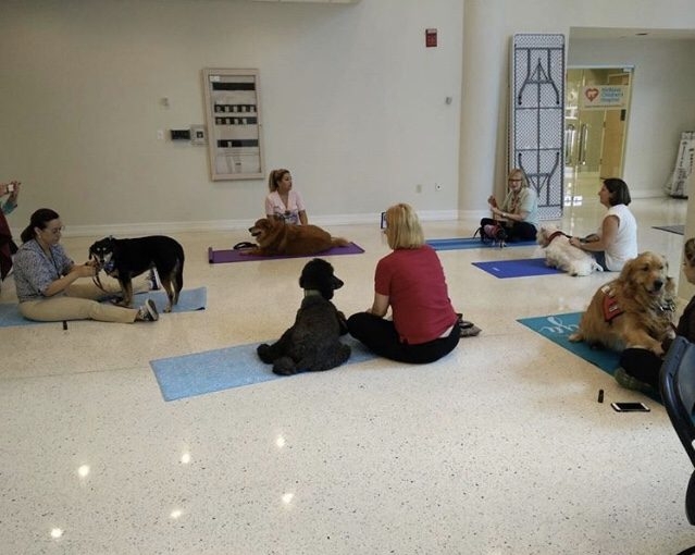 Hosting a Therapy Dog Massage Session at Nicklaus Children’s Hospital | Ale Ramos Therapy Animals