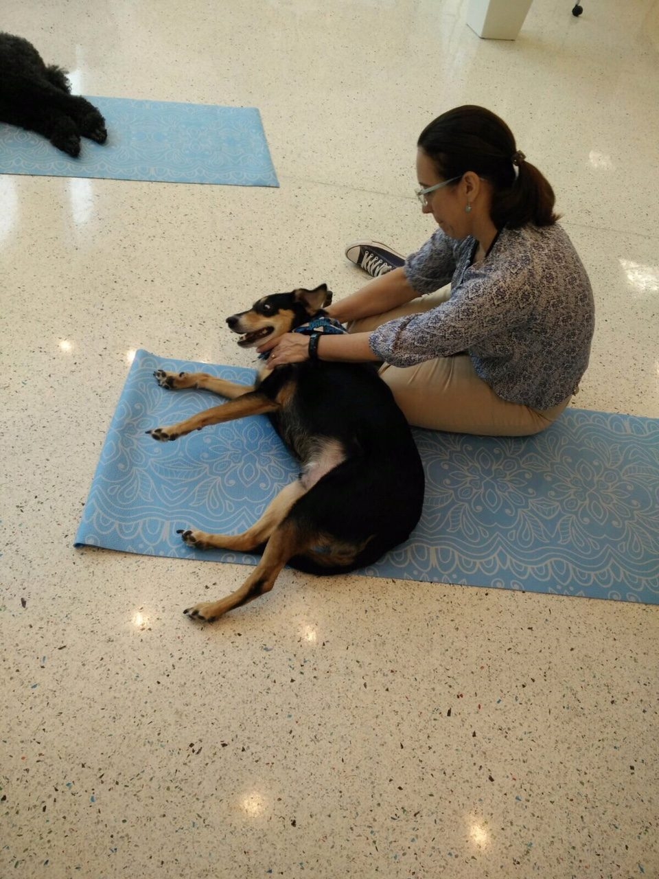 Hosting a Therapy Dog Massage Session at Nicklaus Children’s Hospital | Ale Ramos Therapy Animals