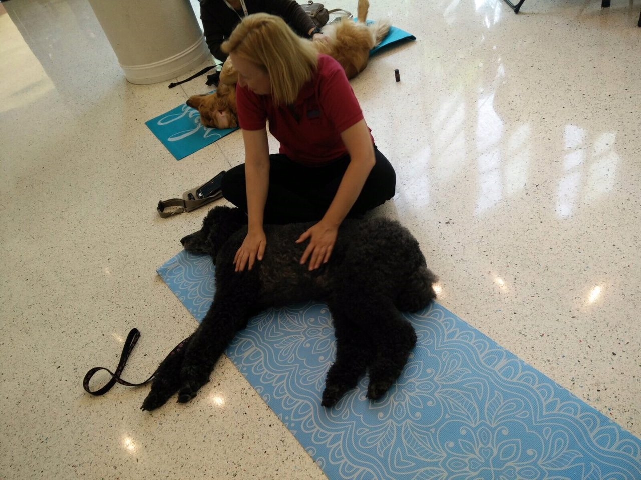Hosting a Therapy Dog Massage Session at Nicklaus Children’s Hospital | Ale Ramos Therapy Animals