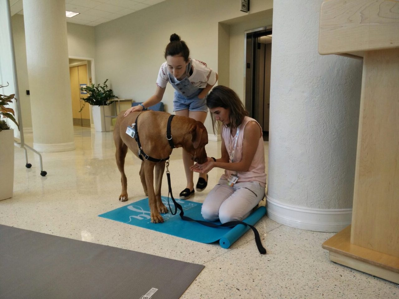 Hosting a Therapy Dog Massage Session at Nicklaus Children’s Hospital | Ale Ramos Therapy Animals