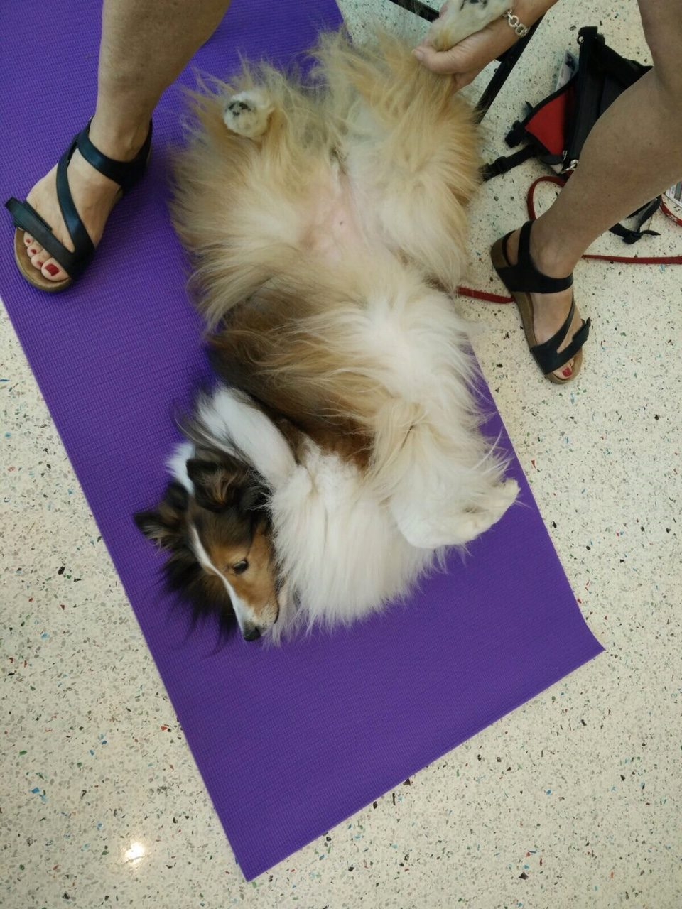 Hosting a Therapy Dog Massage Session at Nicklaus Children’s Hospital | Ale Ramos Therapy Animals