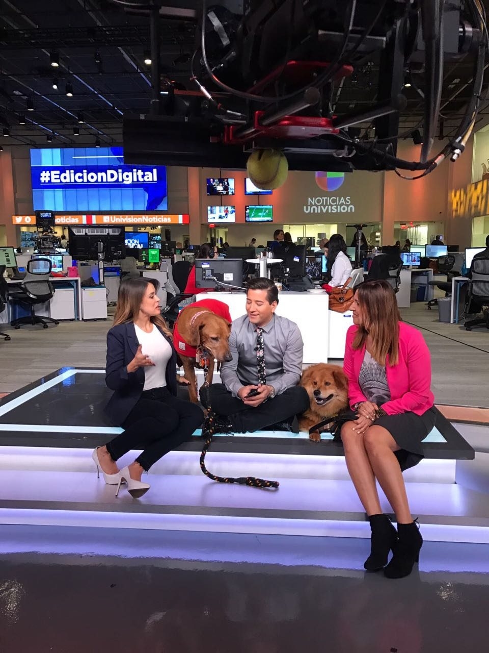 Interview #EdicionDigital on Univision | Ale Ramos Therapy Animals