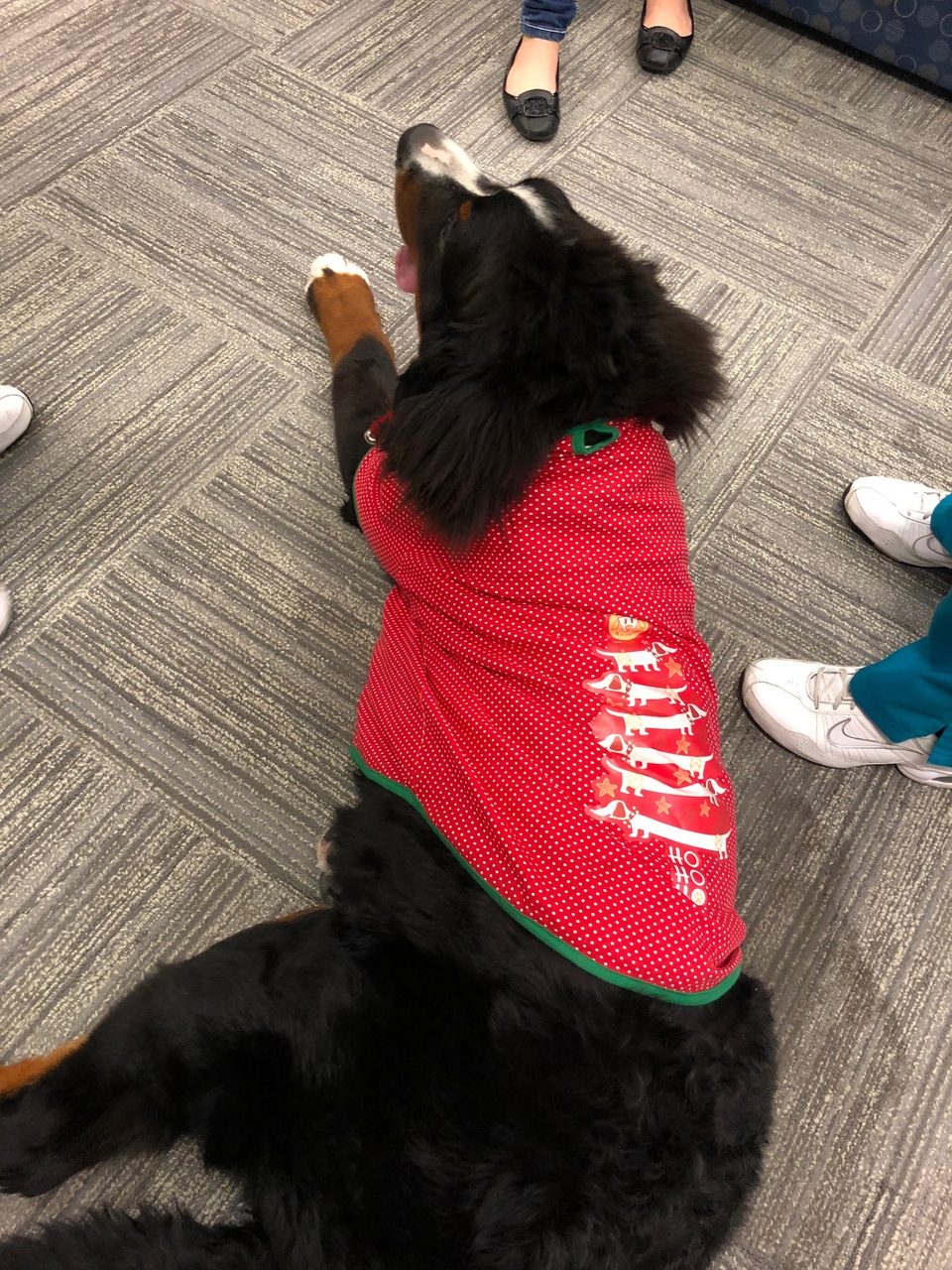 Nova Southeastern University Visit | Ale Ramos Therapy Animals