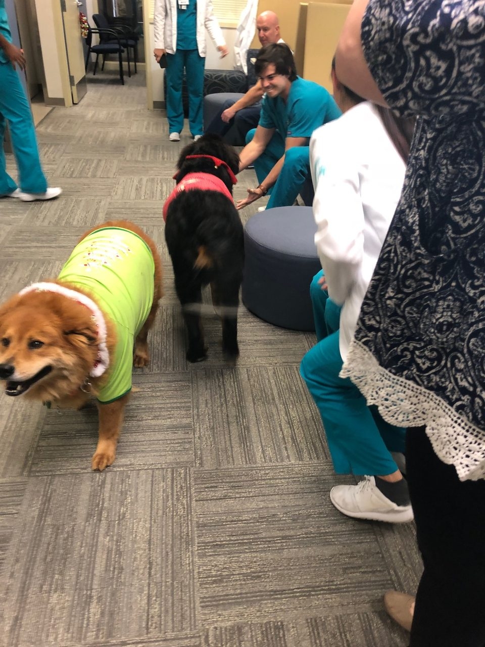 Nova Southeastern University Visit | Ale Ramos Therapy Animals