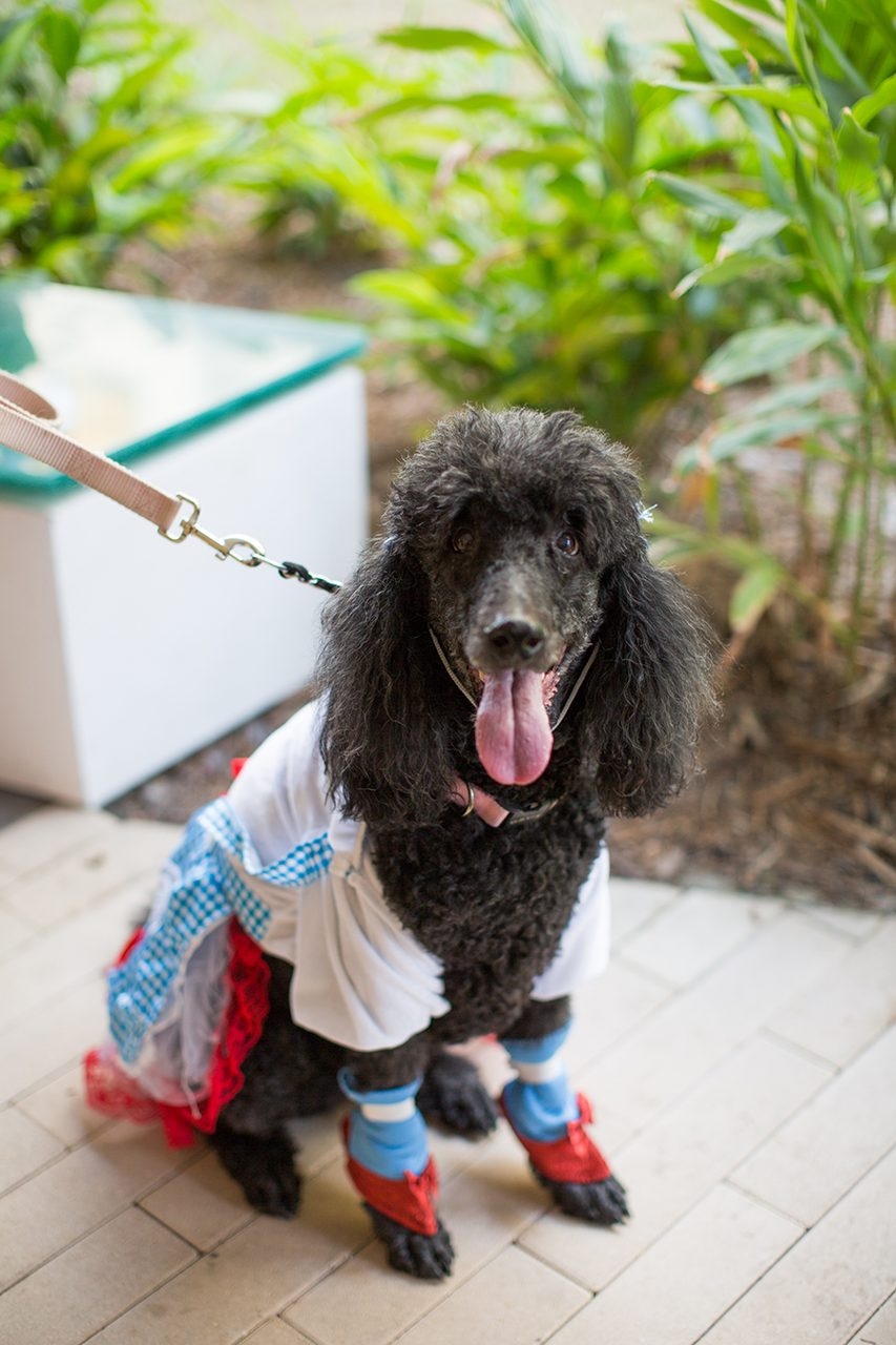 Radio Lollipop Birthday - Host Chino | Ale Ramos Therapy Animals