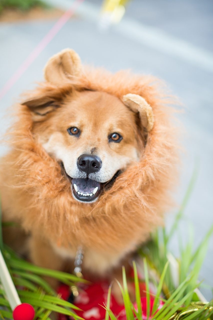 Radio Lollipop Birthday - Host Chino | Ale Ramos Therapy Animals