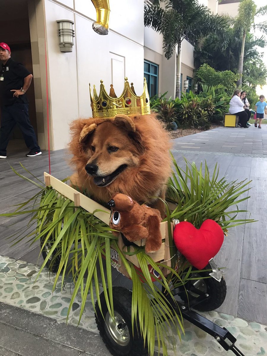 Radio Lollipop Birthday - Host Chino | Ale Ramos Therapy Animals