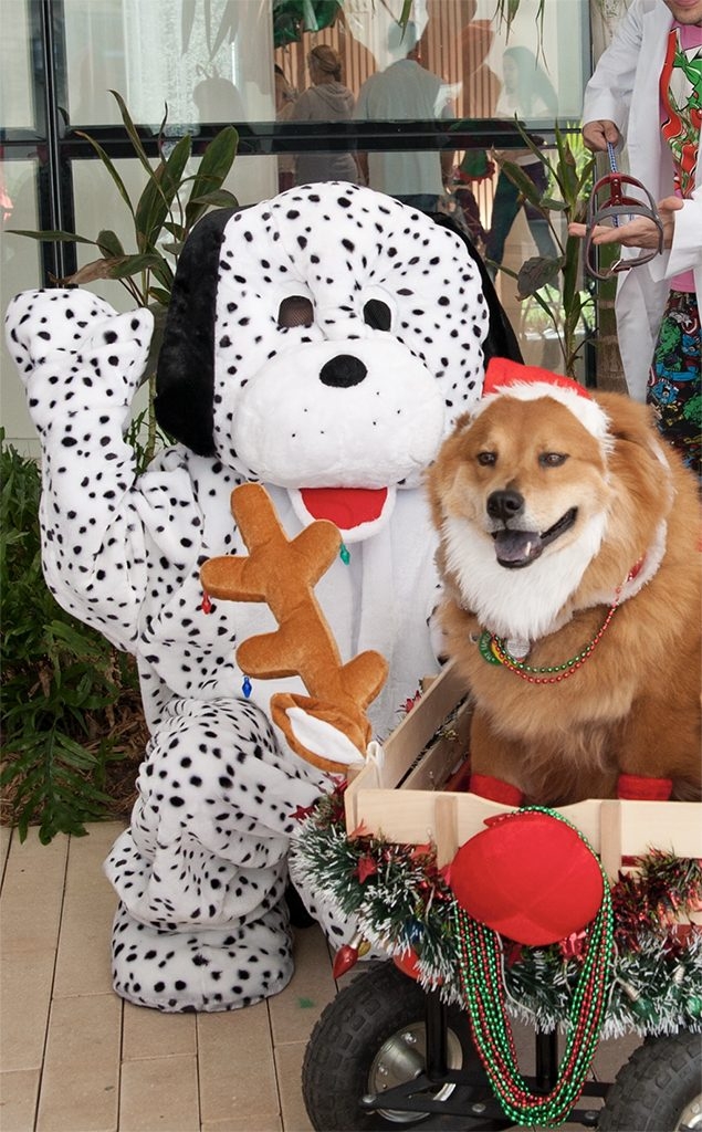 Santa Paws Event at Nicklaus Children’s Hospital | Ale Ramos Therapy Animals