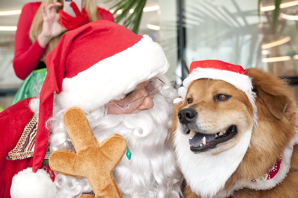 Santa Paws Event at Nicklaus Children’s Hospital | Ale Ramos Therapy Animals