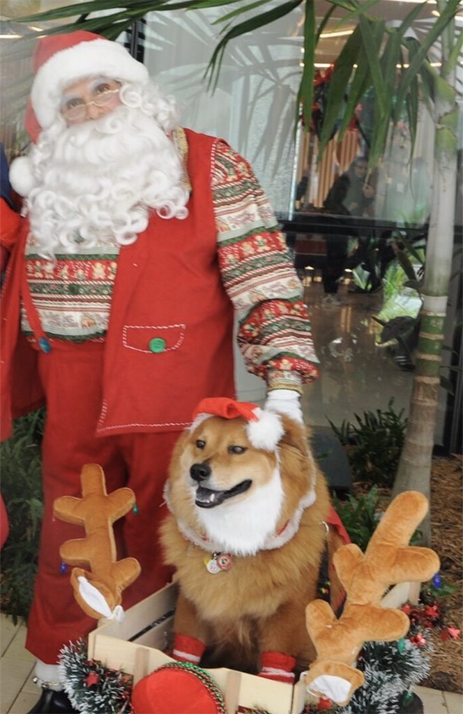 Santa Paws Event at Nicklaus Children’s Hospital | Ale Ramos Therapy Animals