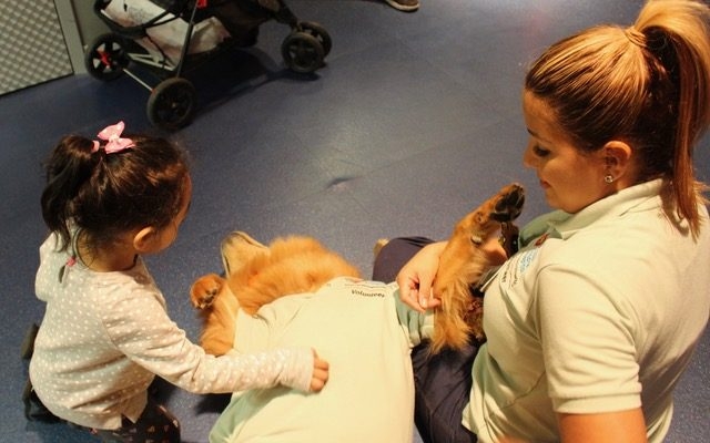 Zeus 4 Birthday at Nicklaus Children’s Hospital | Ale Ramos Therapy Animals