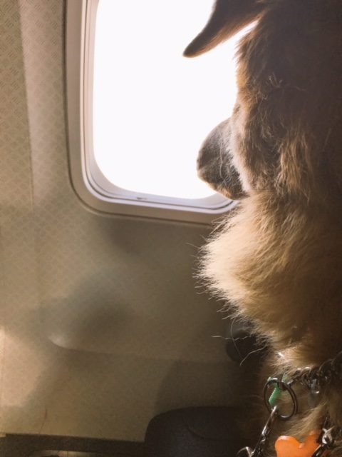 Zeus Adventures | Ale Ramos Therapy Animals