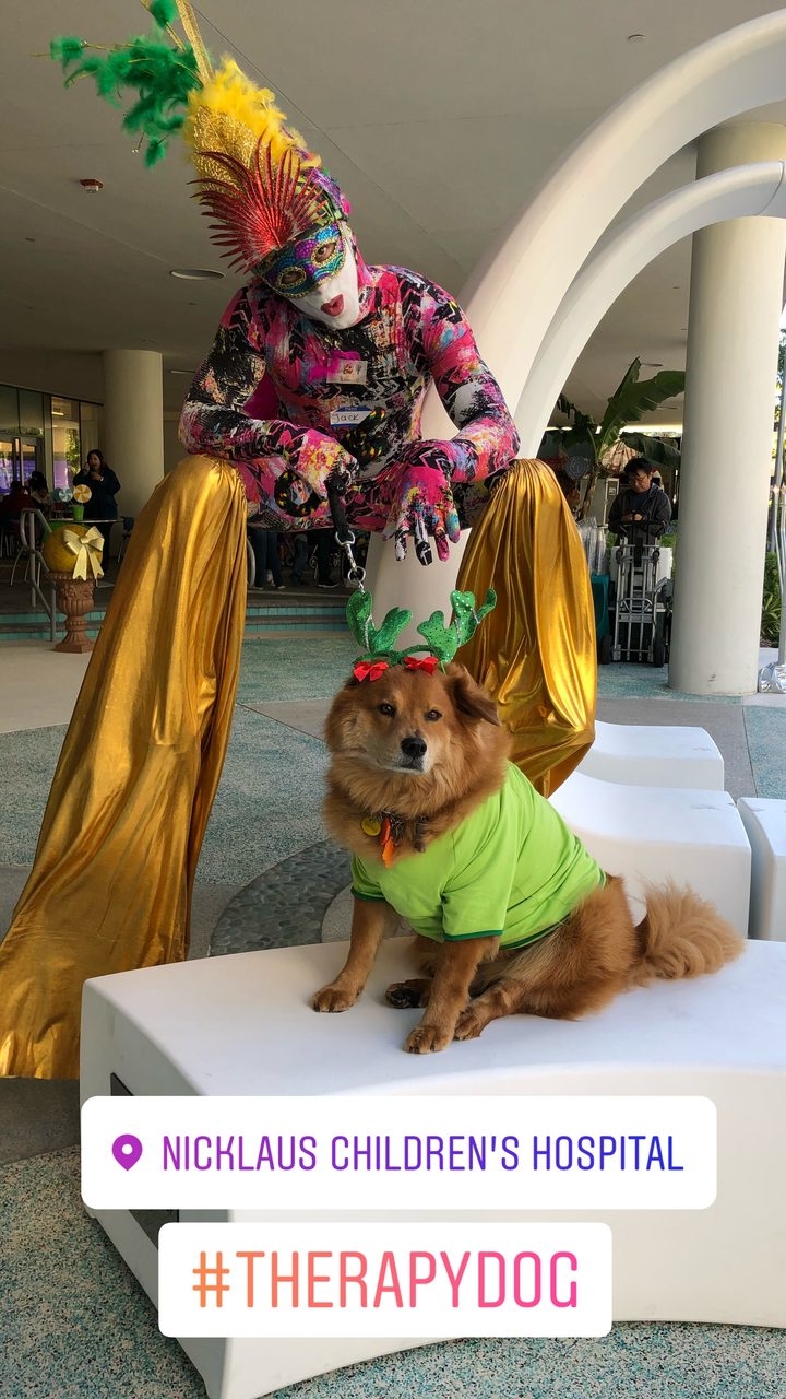 Zeus Adventures | Ale Ramos Therapy Animals