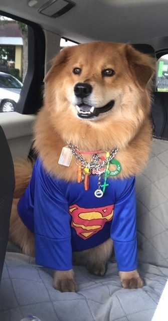 Zeus Adventures | Ale Ramos Therapy Animals