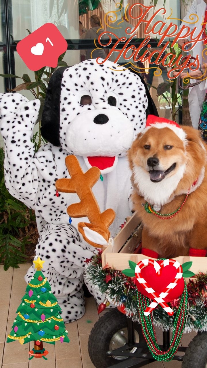 Zeus Adventures | Ale Ramos Therapy Animals