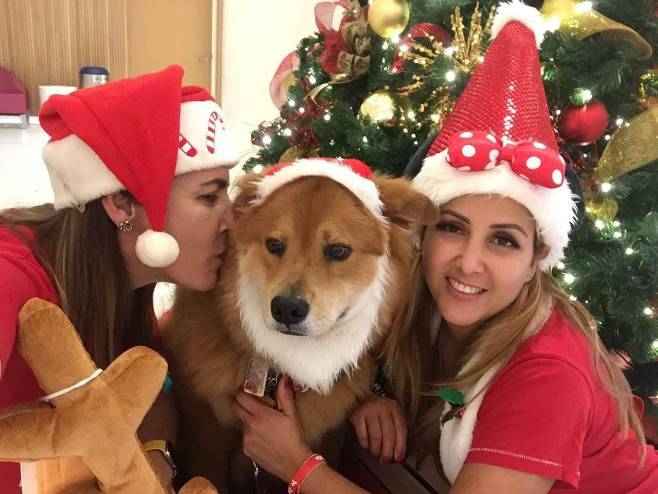 Zeus Adventures | Ale Ramos Therapy Animals