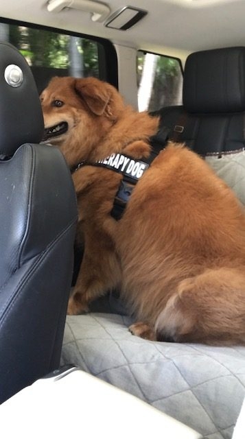 Zeus Adventures | Ale Ramos Therapy Animals