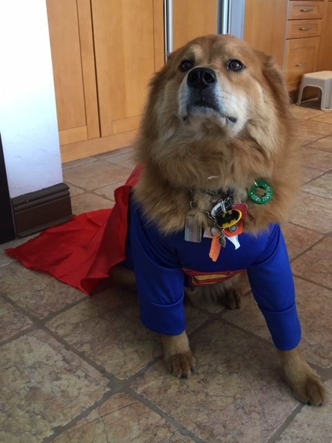 Zeus Adventures | Ale Ramos Therapy Animals