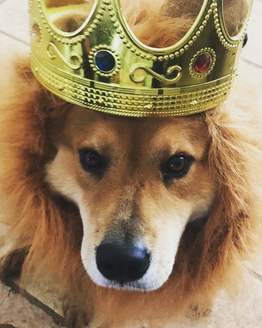 Zeus Adventures | Ale Ramos Therapy Animals