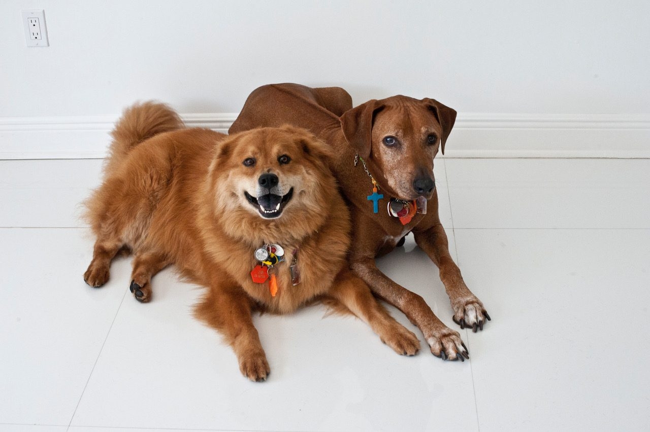 Zeus Adventures | Ale Ramos Therapy Animals