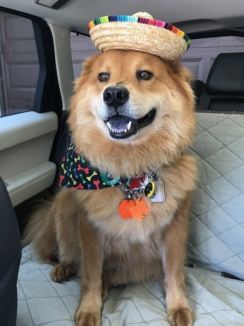 Zeus Adventures | Ale Ramos Therapy Animals