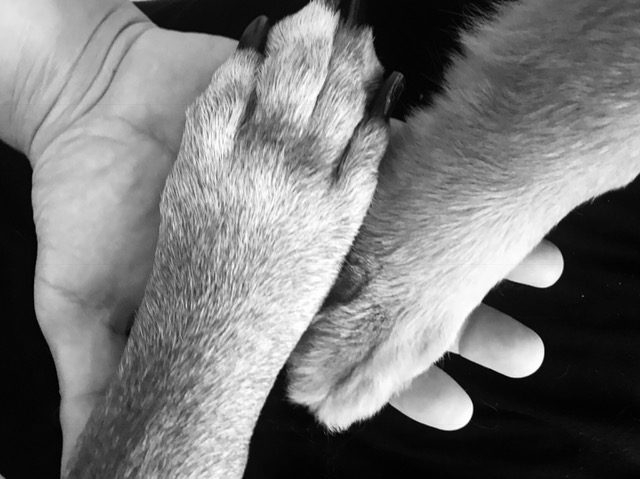 Zeus Adventures | Ale Ramos Therapy Animals