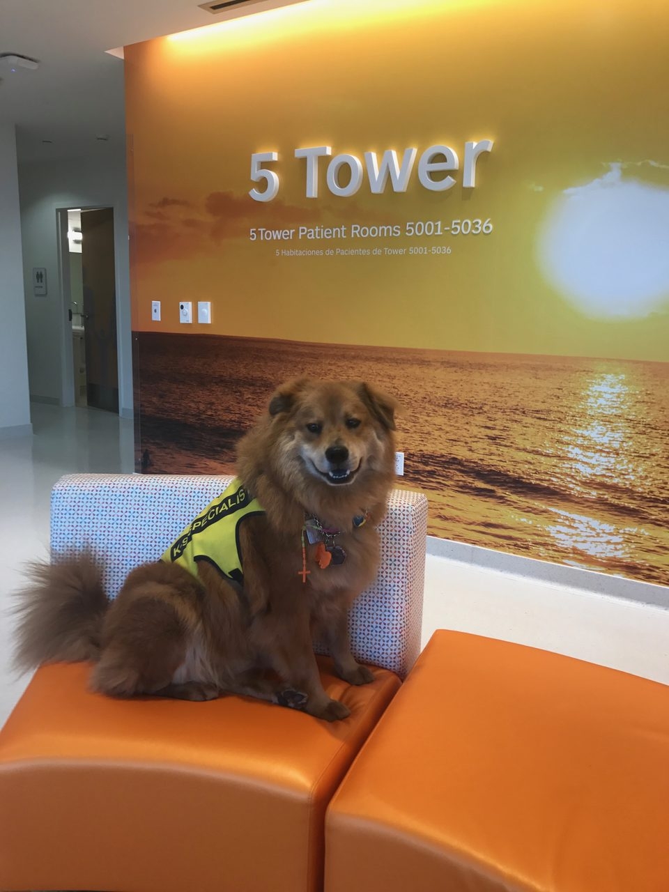 Zeus Adventures | Ale Ramos Therapy Animals