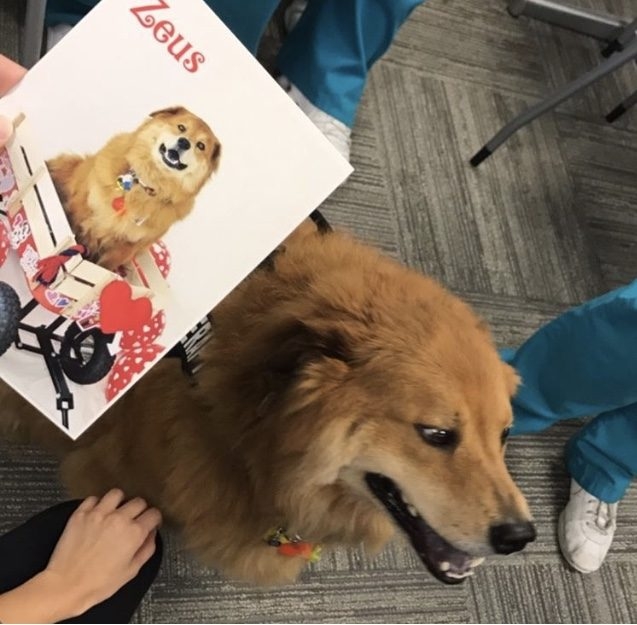 Zeus Adventures | Ale Ramos Therapy Animals