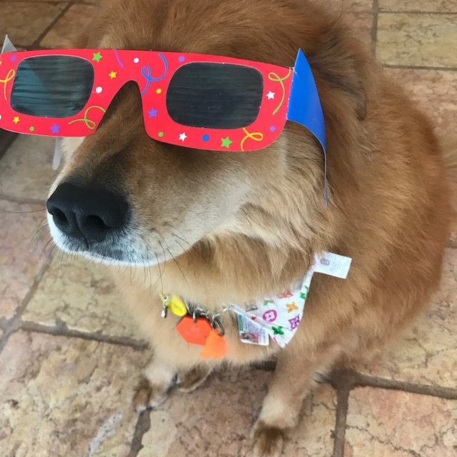 Zeus Adventures | Ale Ramos Therapy Animals