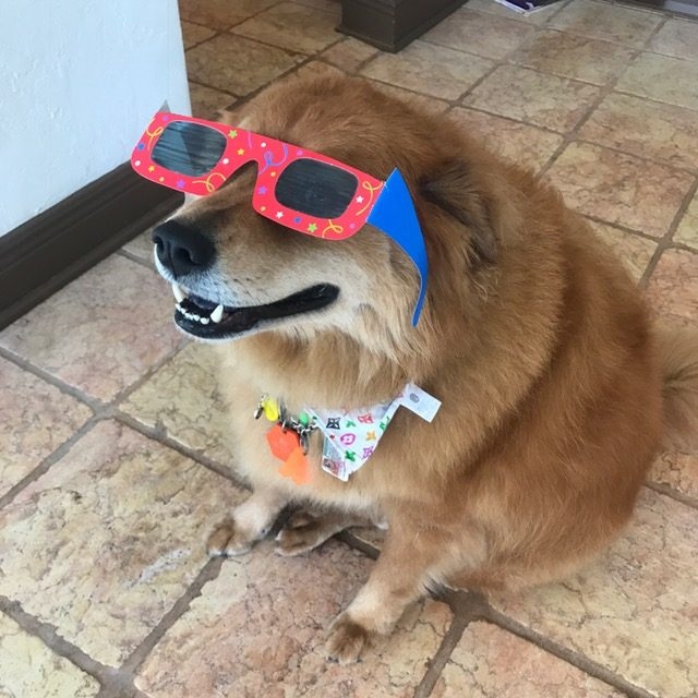 Zeus Adventures | Ale Ramos Therapy Animals