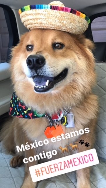 Zeus Adventures | Ale Ramos Therapy Animals