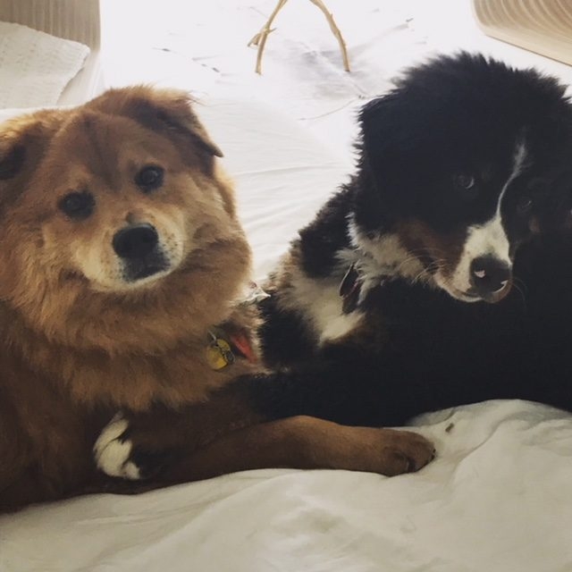 Zeus Adventures | Ale Ramos Therapy Animals