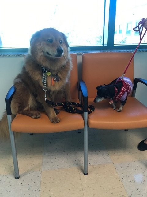 Zeus Adventures | Ale Ramos Therapy Animals