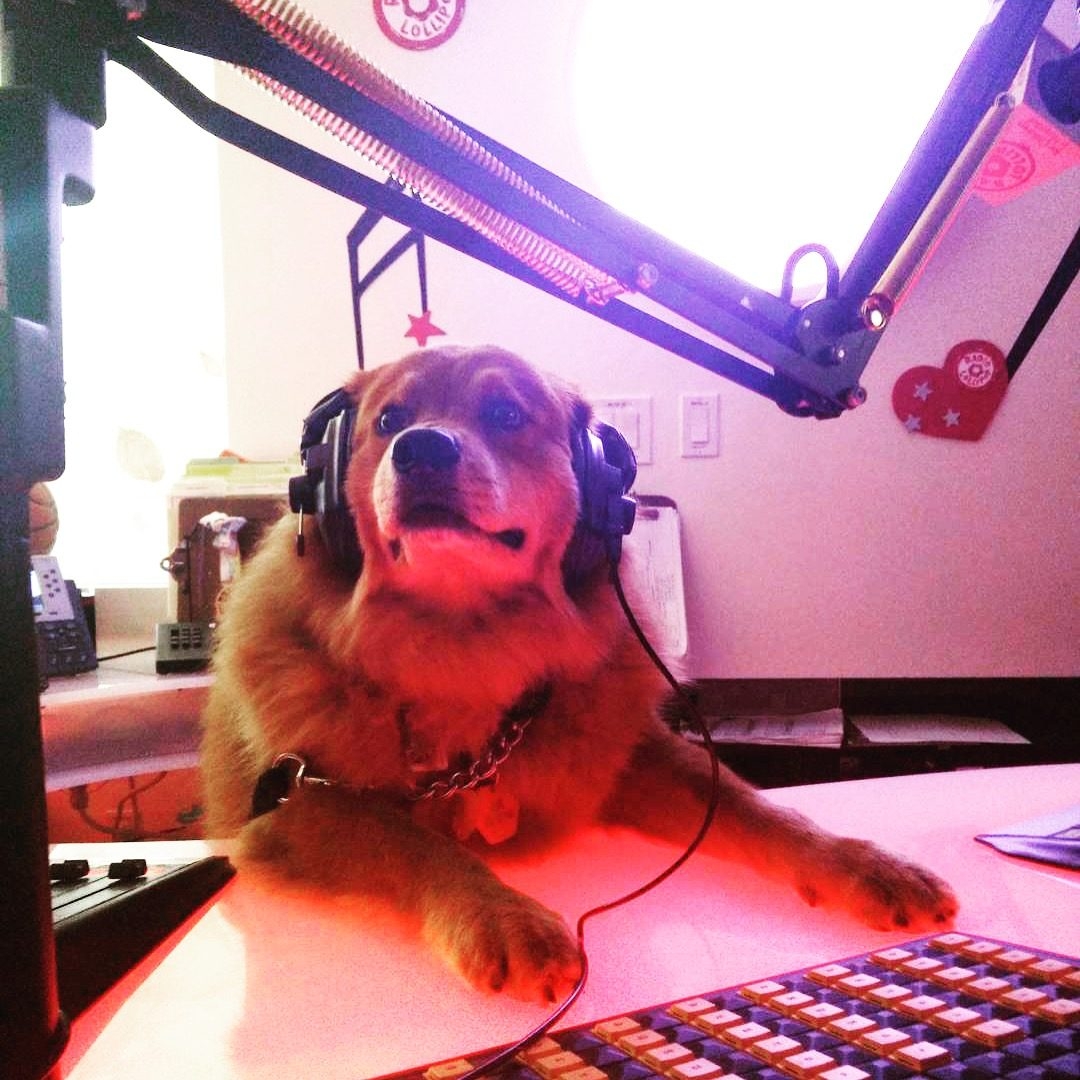 Zeus Adventures | Ale Ramos Therapy Animals