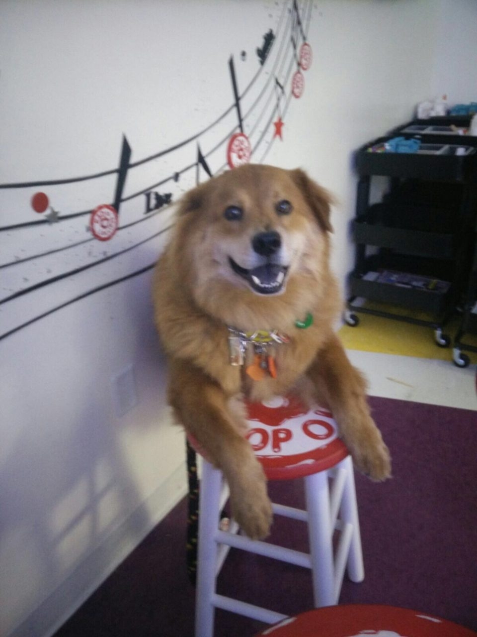 Zeus Adventures | Ale Ramos Therapy Animals